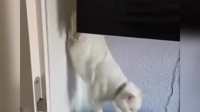 Cat funny and beautiful video