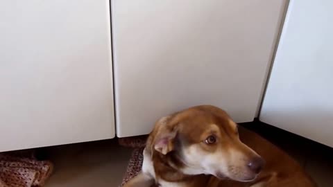 Dog laughing after sniffing lemon