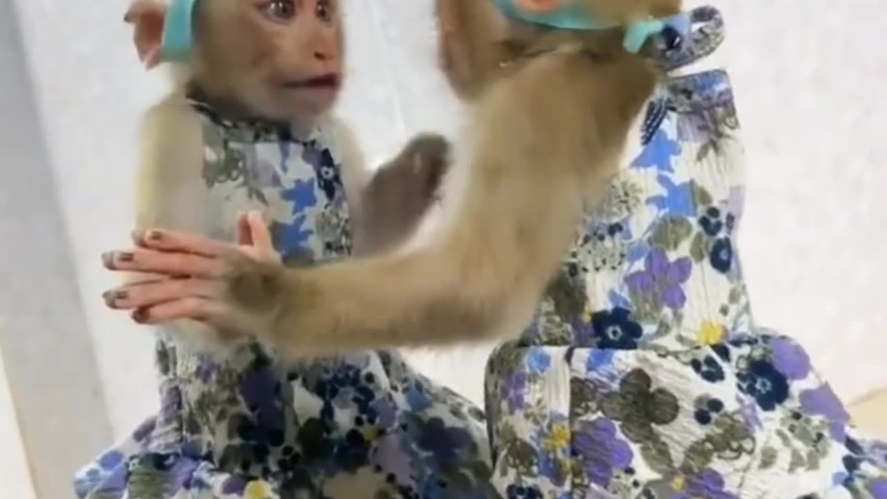 Monkey watches itself on the mirror