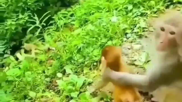 Funny Monkey with monkey child video