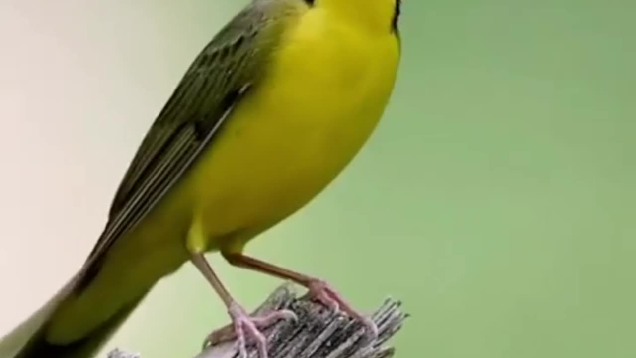 Beautiful Bird Adorable 4K HD Photography By Nature.