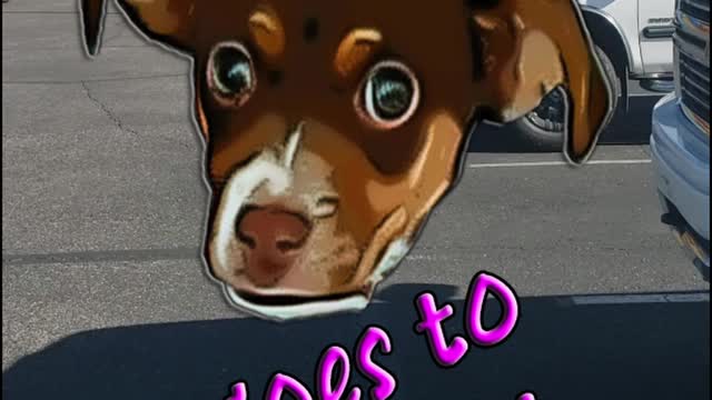 Rosie Goes to the Vet!