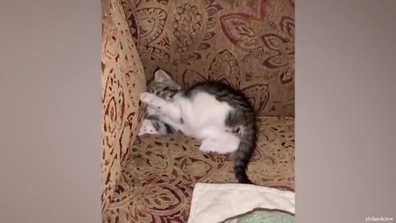 Funniest Animals 2023😂 Best cat videos for a good mood! 😻