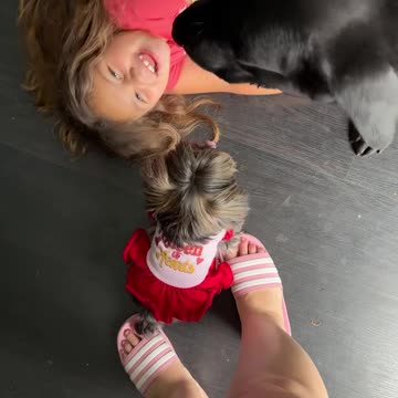 Feisty Tiny Yorkie Attacks Bigger Dog Sibling