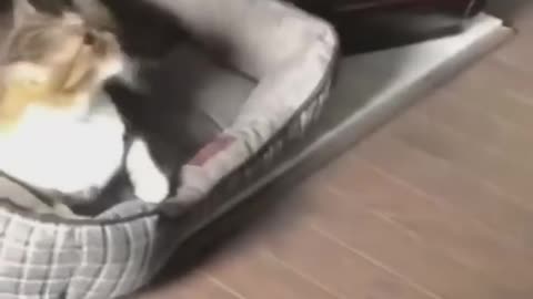 Funny animals 2024😆 - Funniest Cats and Dogs Video🐕🐈#shorts part 98