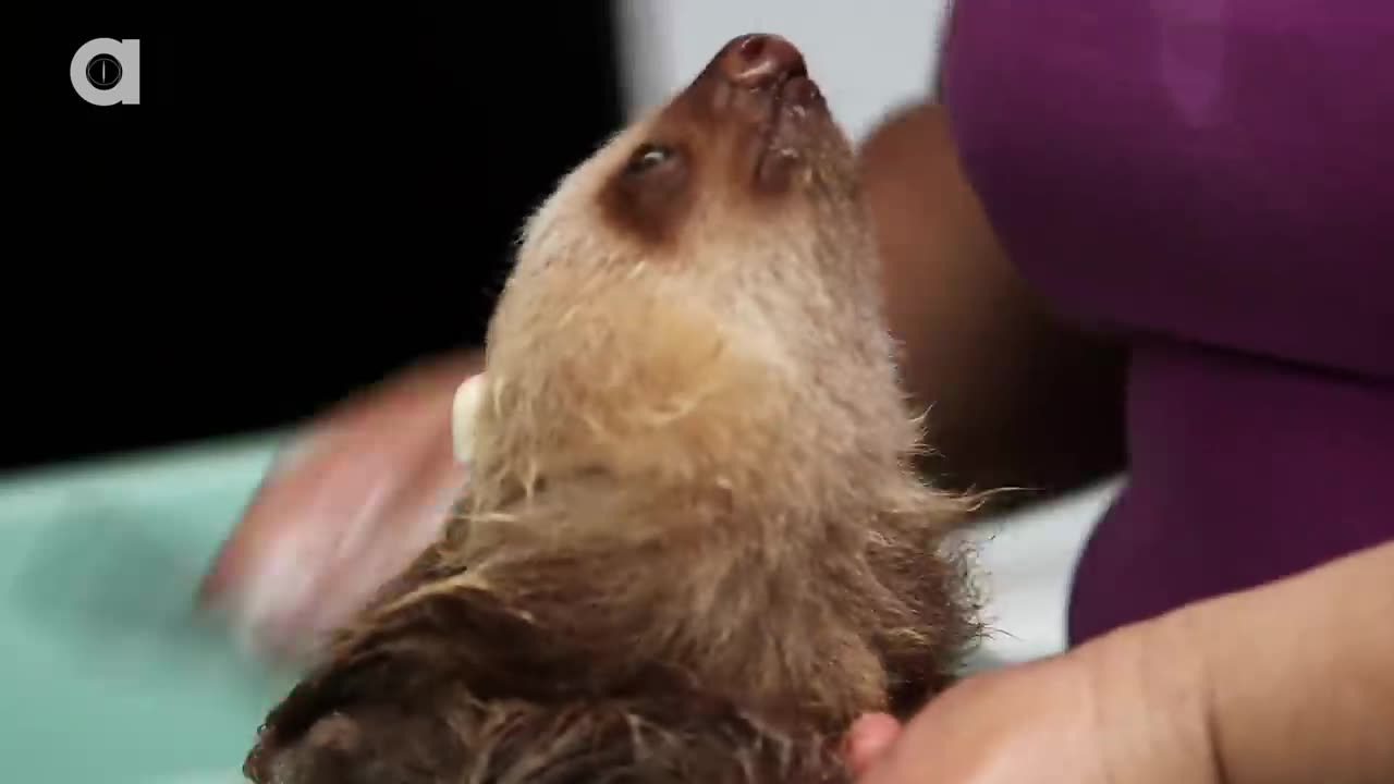 How a Sloth Gets a Bath FUNNY VIDEO