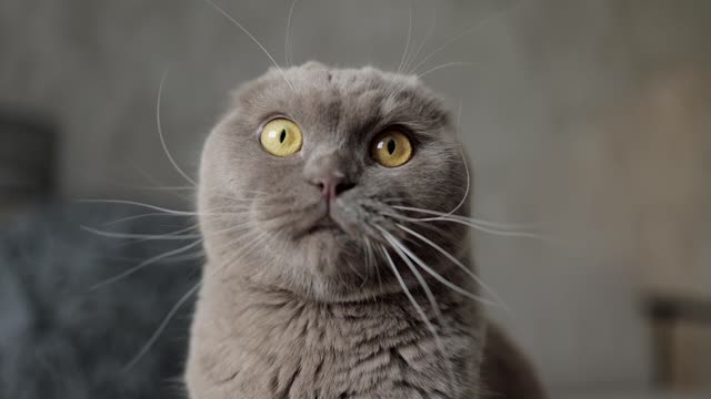 Close Up Video of a Cat.A Cat On The Floor Looking Curiously At The Camera