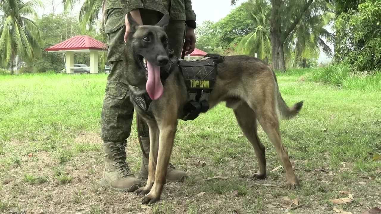 Watch U.S. and phillipine military dogs take part in epic training exercise