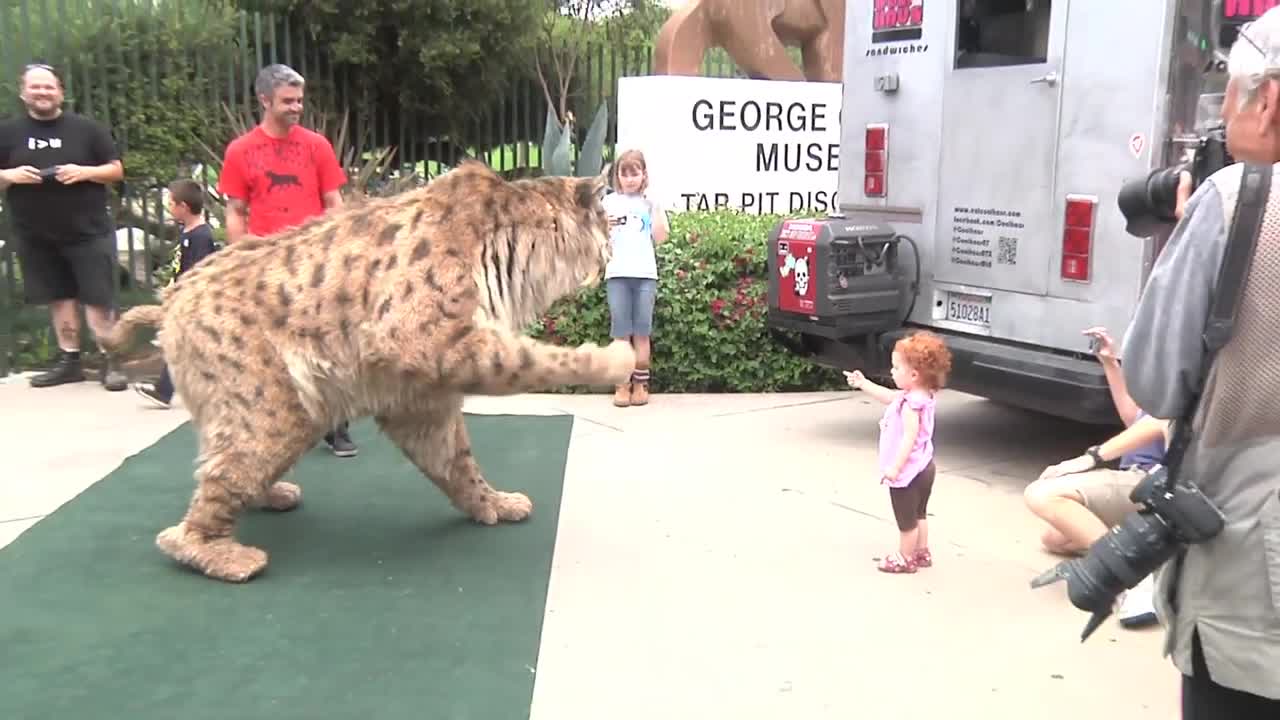 Sabertooth Tiger Strolls Down The Road in Los Angeles