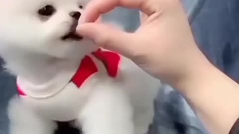 Dog cute baby video