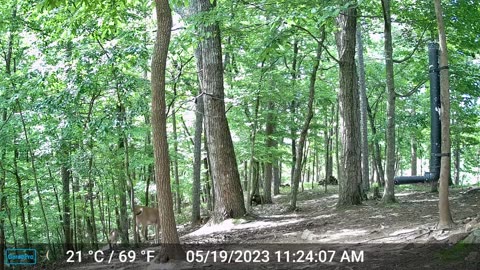 The Woods – 05/20/2023