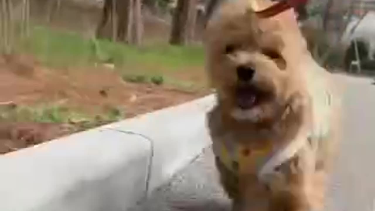 Funniest Animals | Funny Dog | Funny Animals Video #1