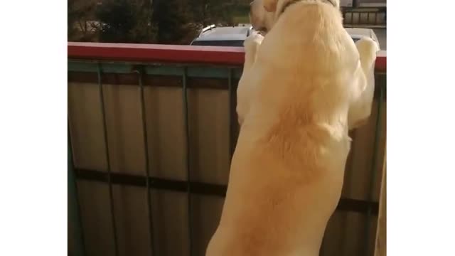 Labrador Meets the owner from work