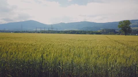 Beauty of nature/beautiful expanse of grass