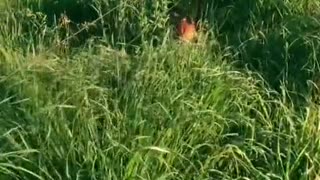 Twice Helping a Stuck Fawn