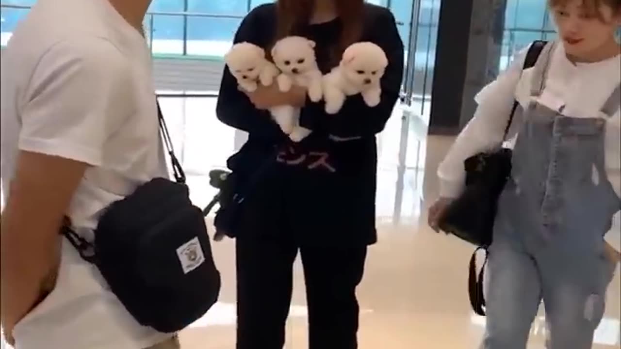 Best Funny Videos - Try to Not Laugh 😆😂