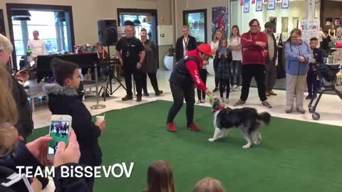 Amazing border collie doing backflips