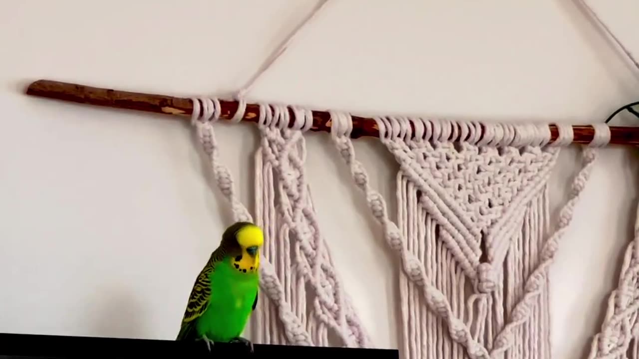 parot American