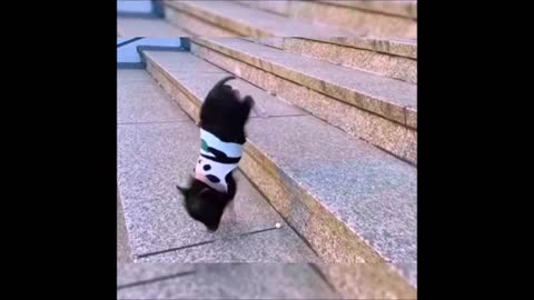 Piglet Leans to Walk