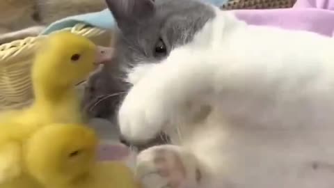 Ducks and kitten