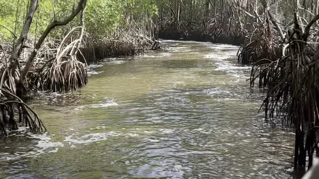 Mangrove Airboat Ride