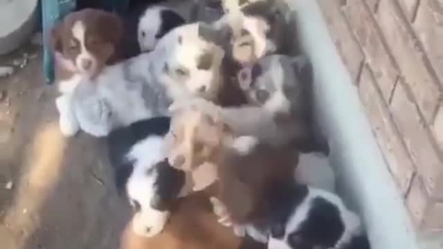 A Fascinating Behind-the-Scenes Look at Dog