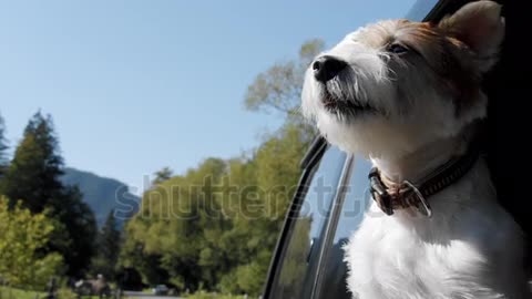 Doggy looking nature from window and she enjoying