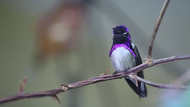 Purple Hummingbird