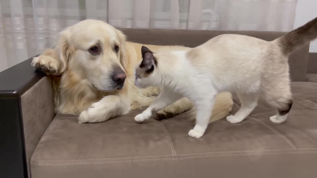 Kitten Annoys Golden Retriever