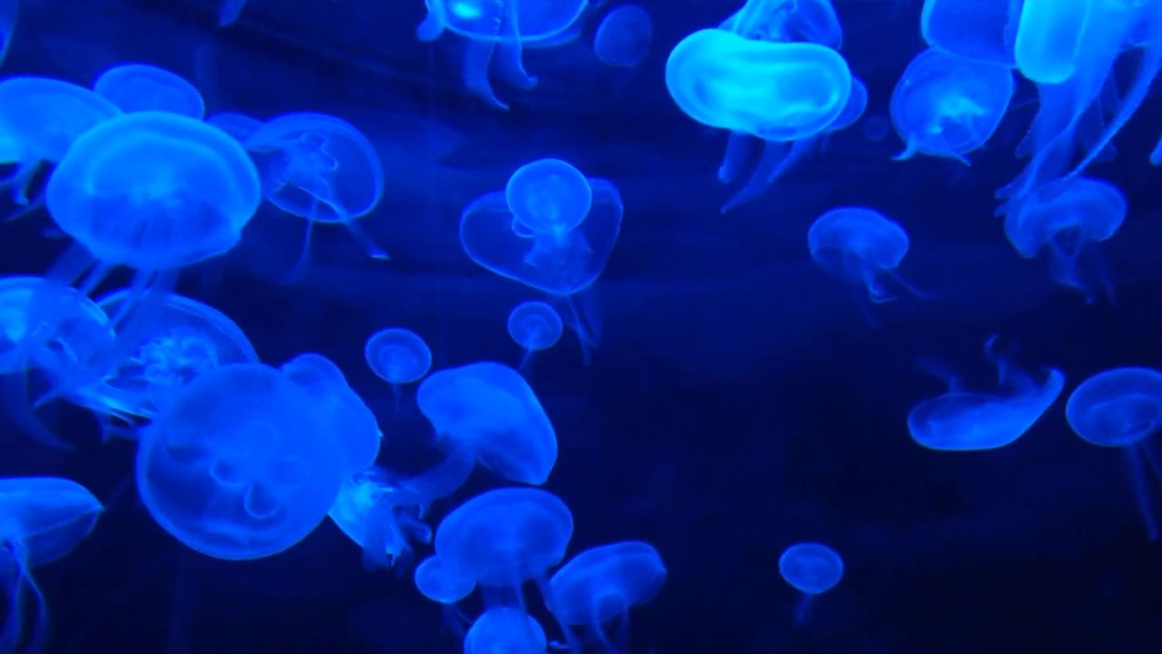 Relaxing video of jellyfish in sea😌😌 😍😍🥰