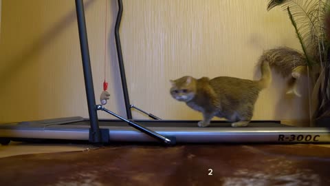 Treadmill - my first steps!