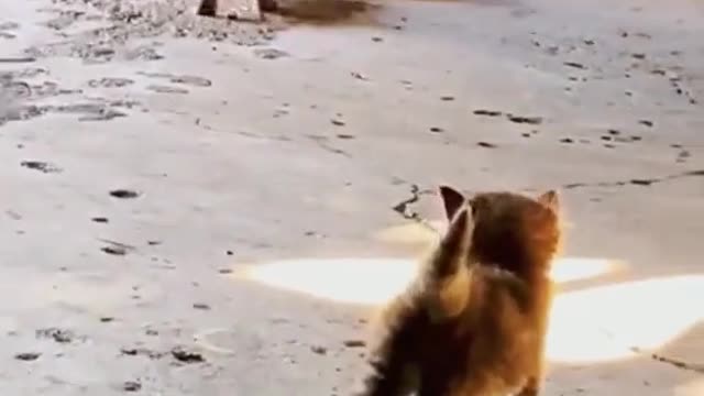 Lagu anak terpopuler Si meong kucing lucu - kittens meowing | Funny cat | kucing mengeong