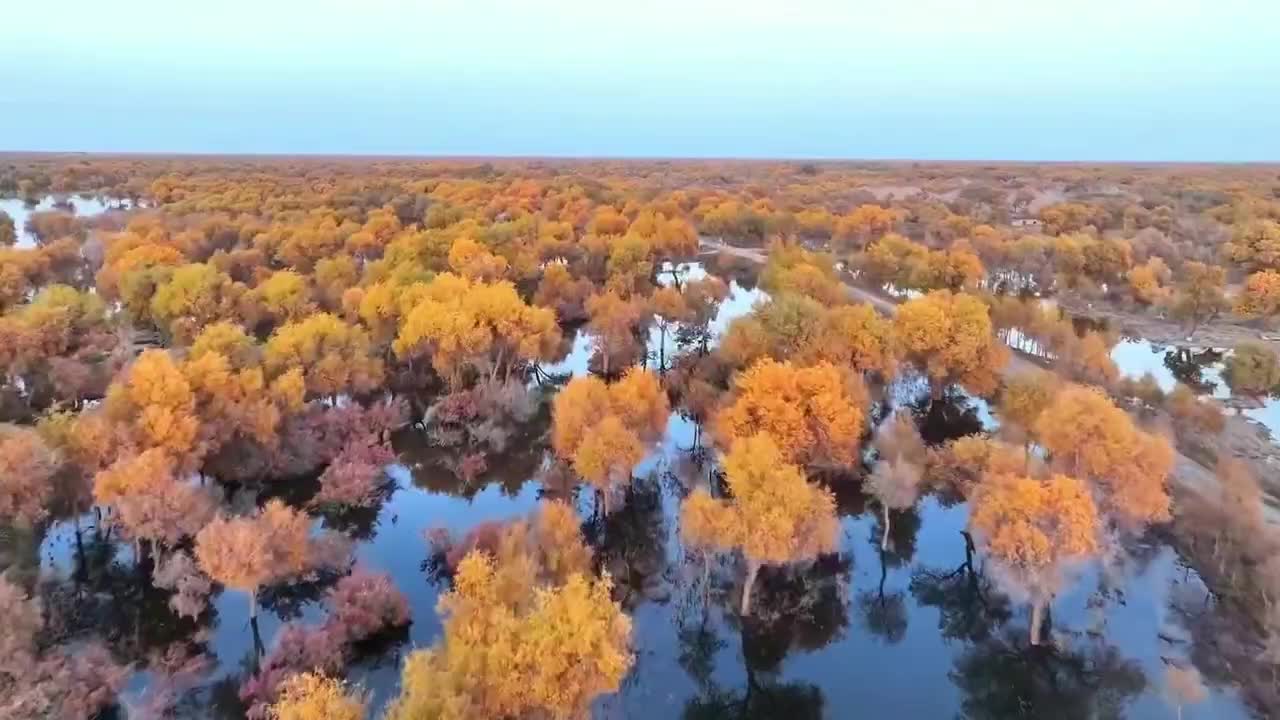 Stubbornly growing forest