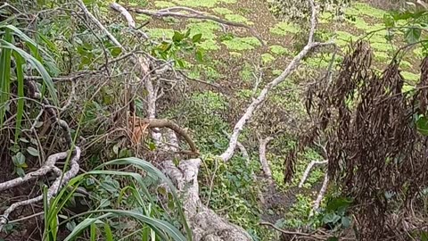 Árvore 🌳 grande caida na lagoa