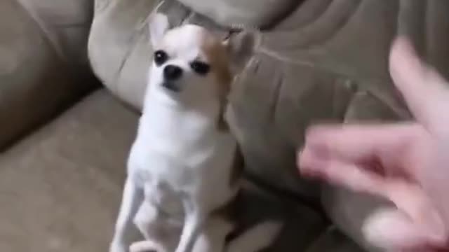 Funny Cute Dog