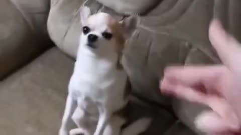 Funny Cute Dog