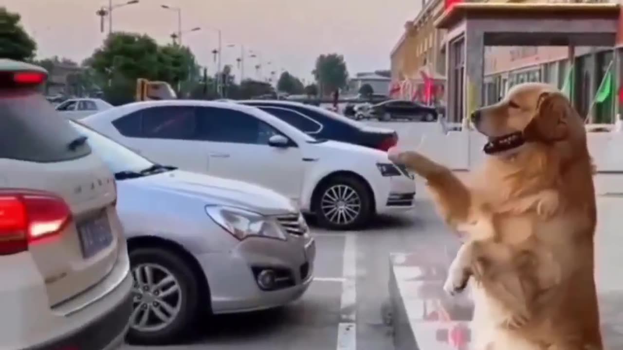 Cats and Dog's Hilarious Hijinks"