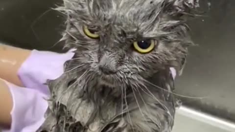Funny animal