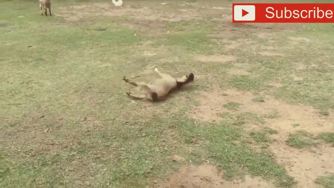 funny animals)