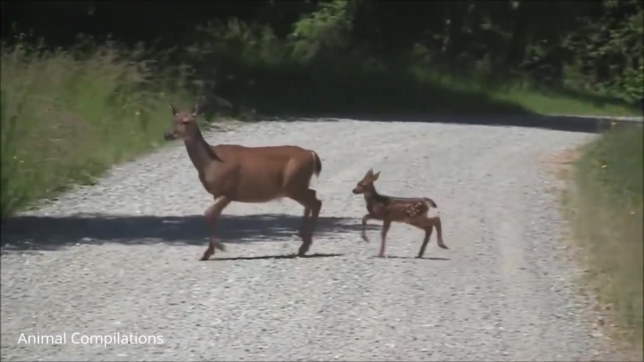 Adorable Deer Compilation!