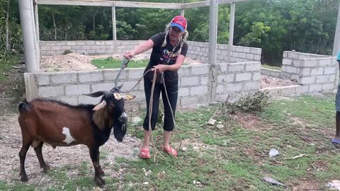 OUR GOATS ARE PREGNANT! July 3 2021 trip to Haiti