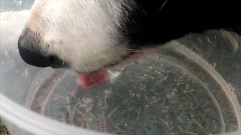 Dog Drink Tongue Animal Thirst Pet