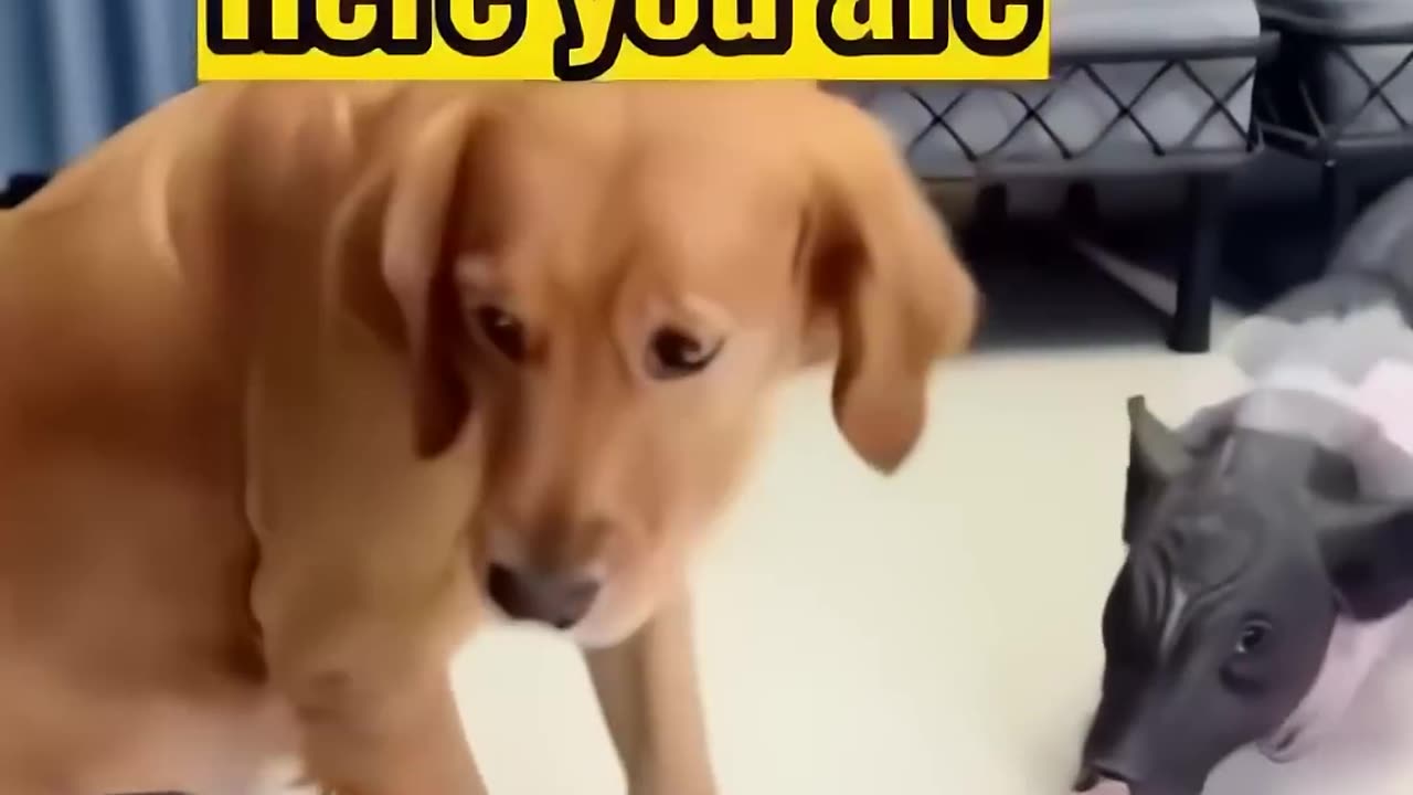 Funny animals 🤣😹 | try not to laugh challenge