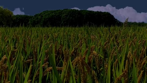 After the rice