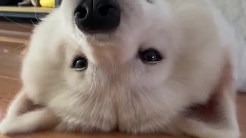 I'm a very good Samoyed