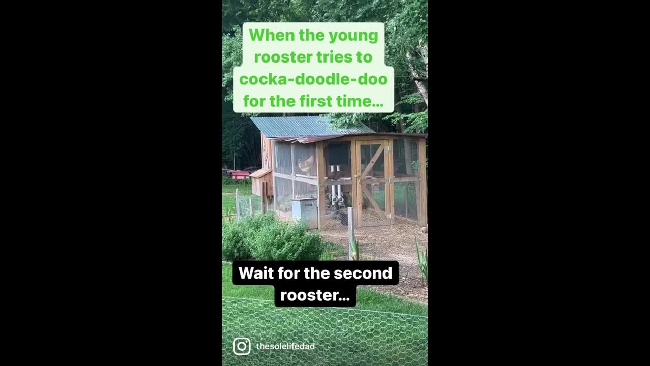 Young rooster totally fails at his first "cocka-doodle-doo"