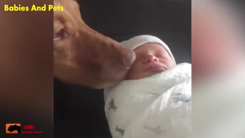 Funny dogs and baby