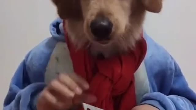 Funniest 🐶 Dogs - Awesome Funny Pet Animals Videos