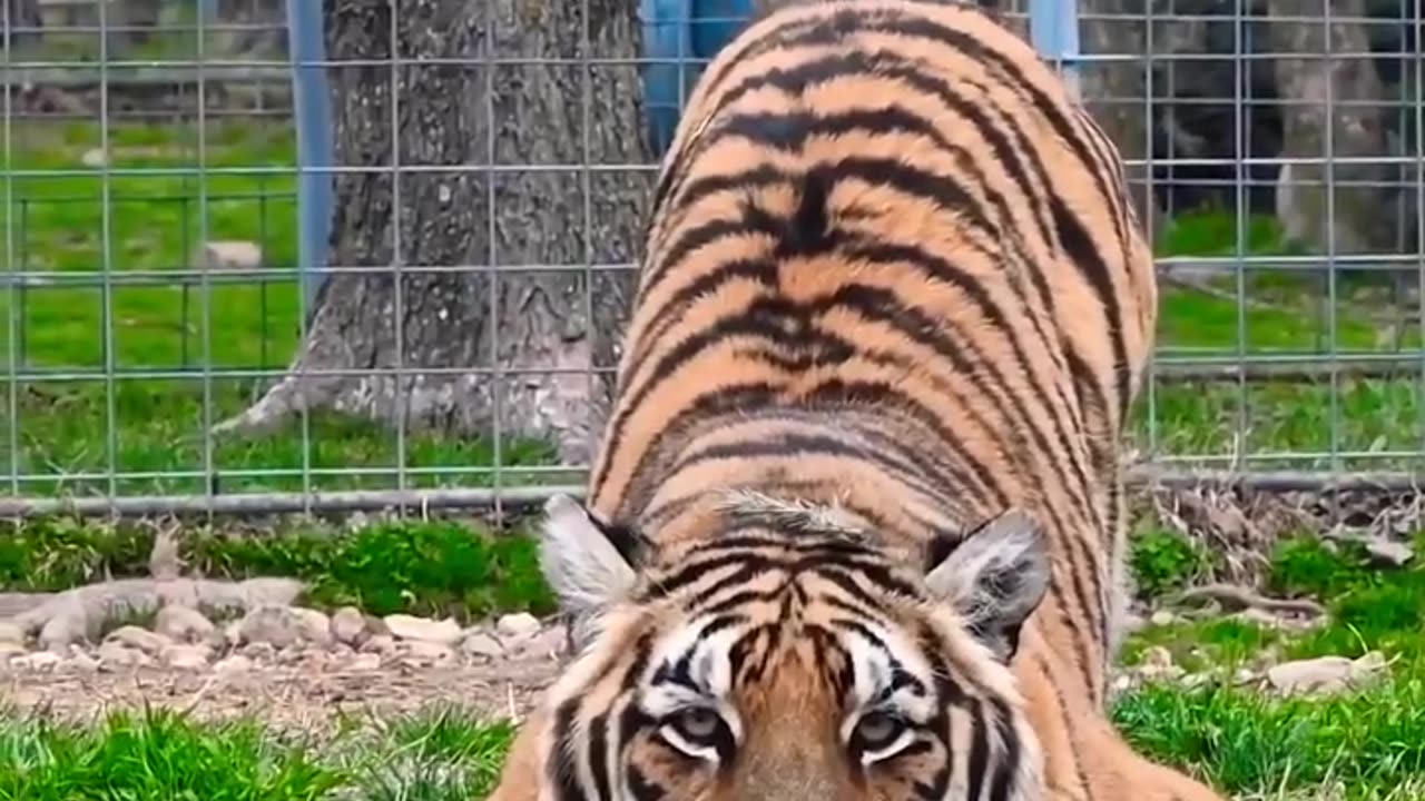 Sneaky Tiger , wait for the end 😳🙆