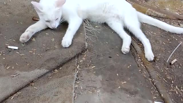 Cat funny status video